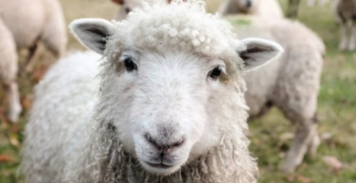 Cannabis is the power to turn sheep into goats