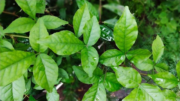 Belpata