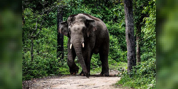 Death in elephant attack