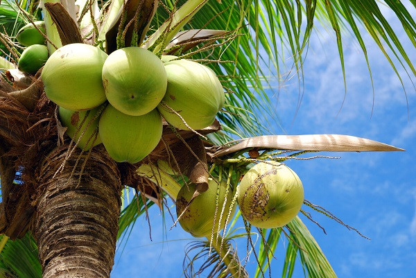 coconut picture