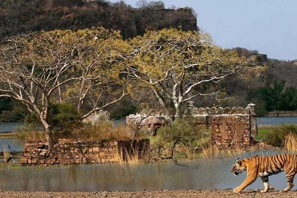 Ranthambore National Park,Rajasthan