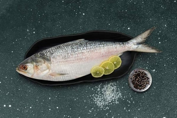 Hilsa fish