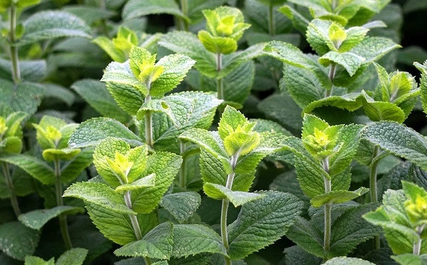 MOSQUITO REPELLENT PLANTS