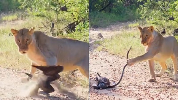 Epic Battle Between Lions, Black Mamba and Eagle