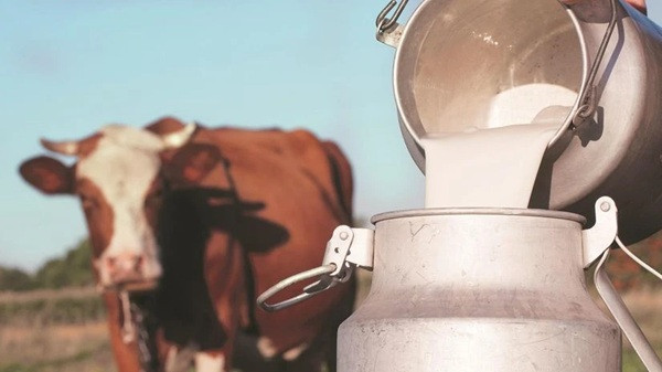 India milk production (synbolic picture)