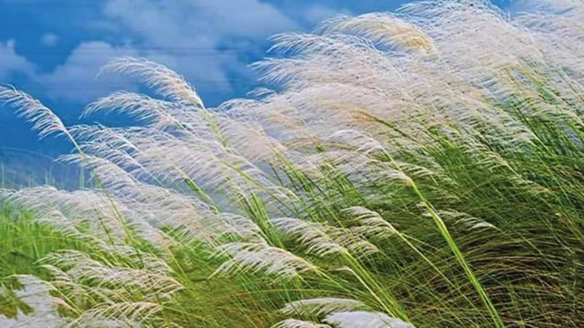 Weather Forcast